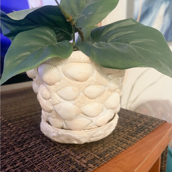 Small Seashell Flower Pot - Picture 2 of 9